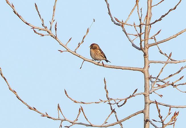 Organetto minore  - Fabio Moretto