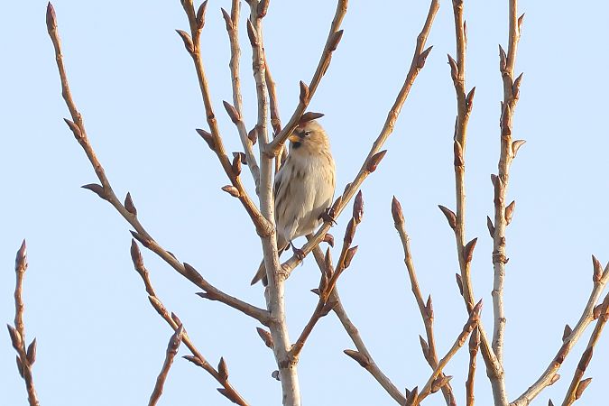Organetto minore  - Fabio Moretto
