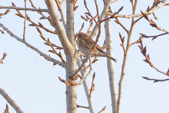 Organetto minore  - Fabio Moretto