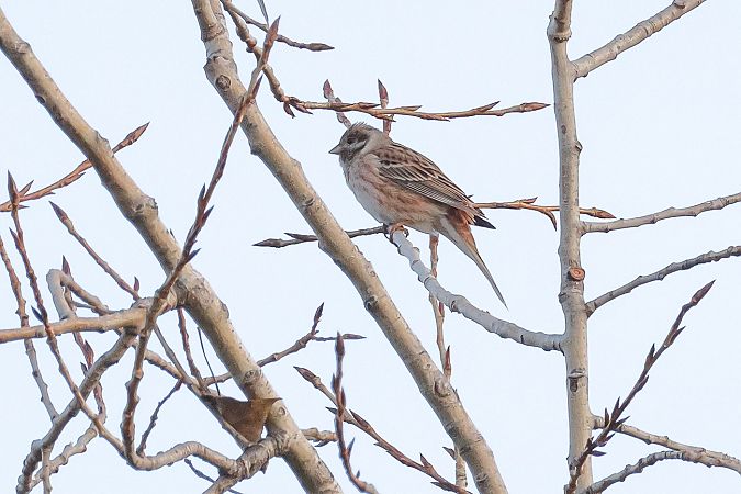 Zigolo golarossa  - Fabio Moretto