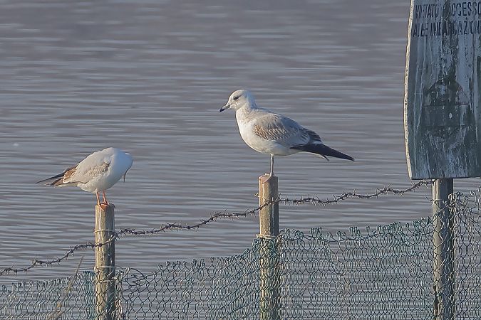 Gavina  - Fabio Moretto