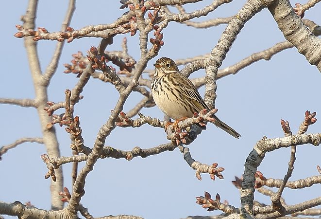 Pispola  - Fabio Moretto