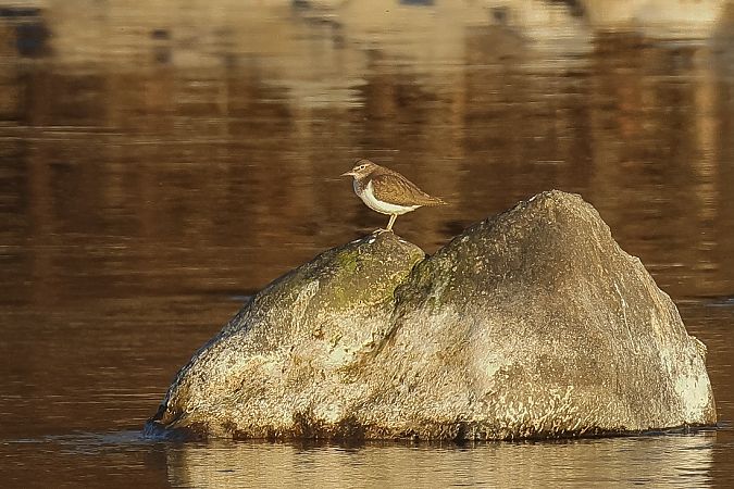 Piro-piro piccolo  - Fabio Moretto