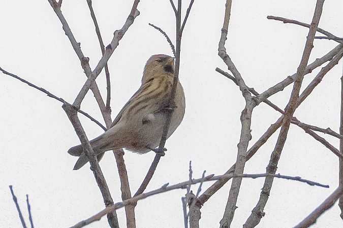 Organetto minore  - Fabio Moretto