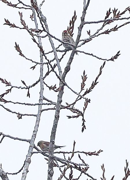 Organetto  - Fabio Moretto