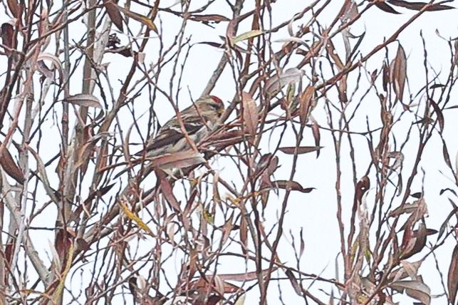 Birkenzeisig sp.  - Fabio Moretto