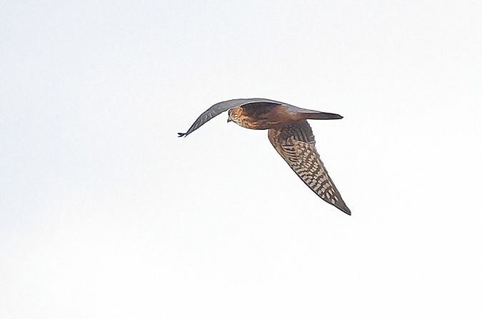 Smeriglio  - Fabio Moretto