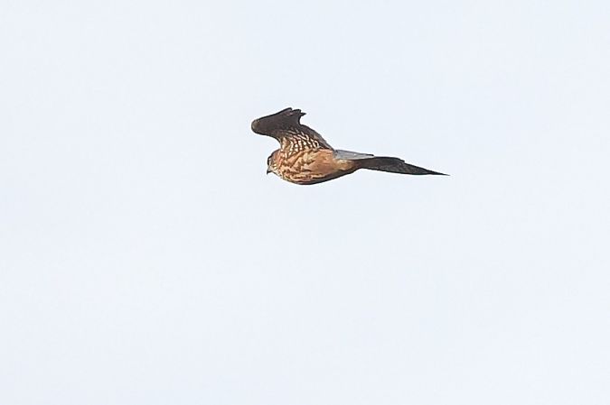 Smeriglio  - Fabio Moretto