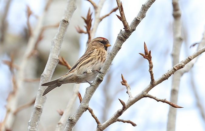 Organetto  - Fabio Moretto