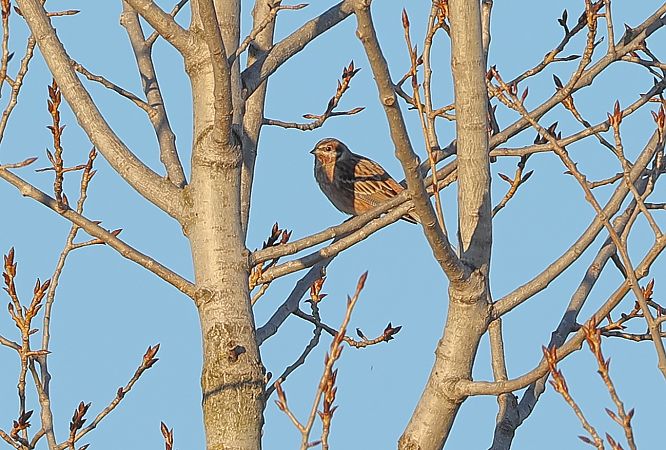 Zigolo golarossa  - Fabio Moretto
