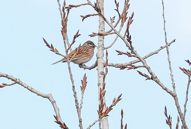 Zigolo golarossa  - Fabio Moretto