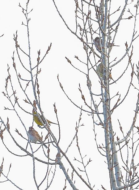 Zigolo golarossa  - Fabio Moretto