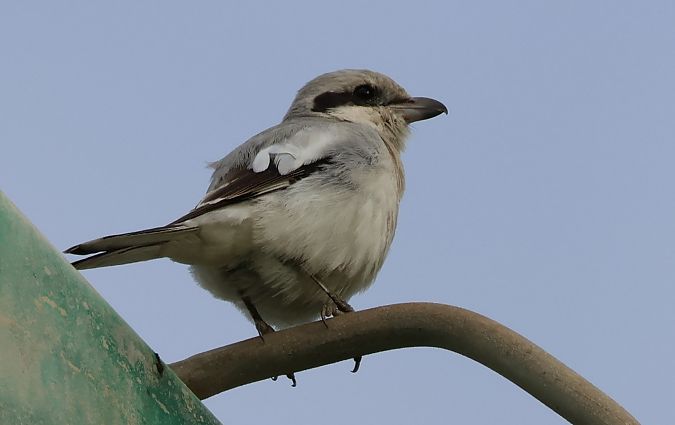 Averla maggiore algerina  - Fiott Jean Paul