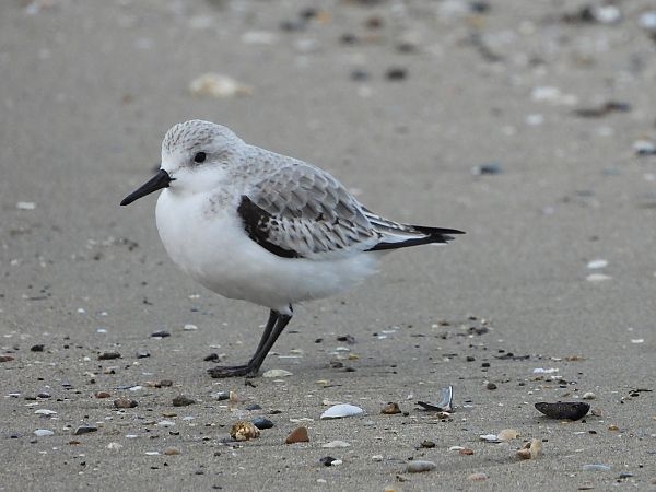 Piovanello tridattilo  - Danilo Ortenzi