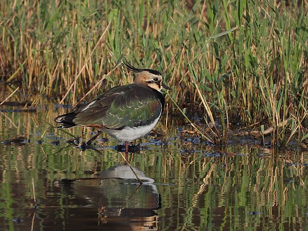 Pavoncella  - Danilo Ortenzi