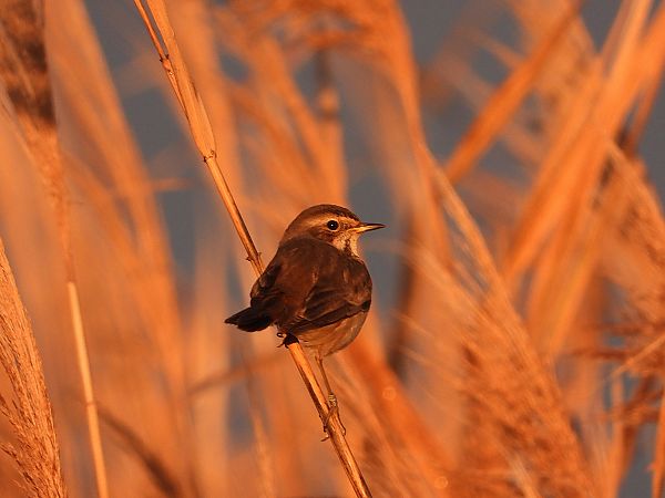 Pettazzurro  - Danilo Ortenzi