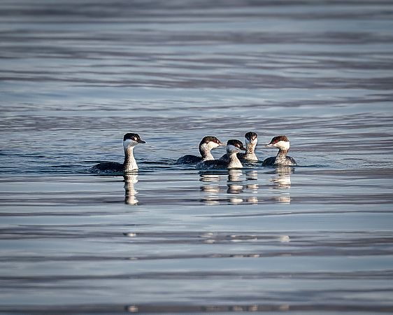 Svasso cornuto  - Enrico Benussi