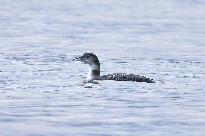 Strolaga maggiore  - Luca Giussani