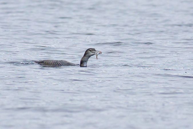 Strolaga maggiore  - Luca Giussani