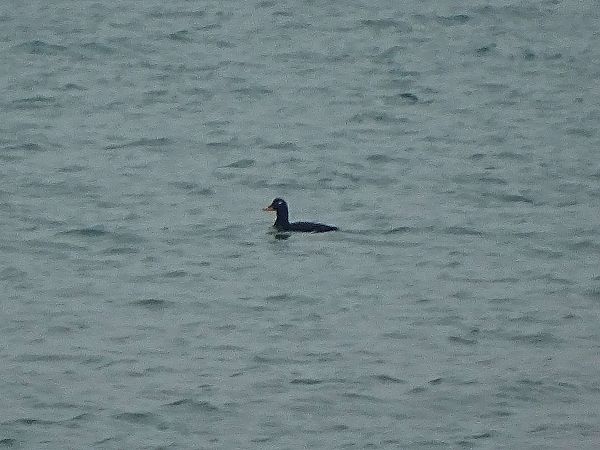 Orco marino  - Pietro Melandri