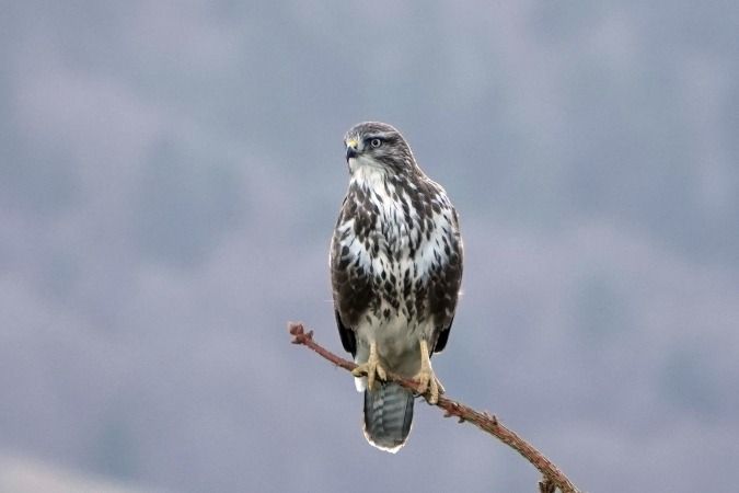 Poiana  - Lino Veronesi