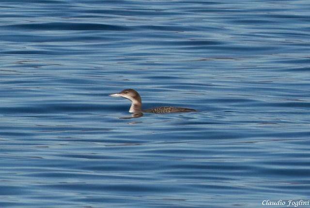 Strolaga maggiore  - Claudio Foglini