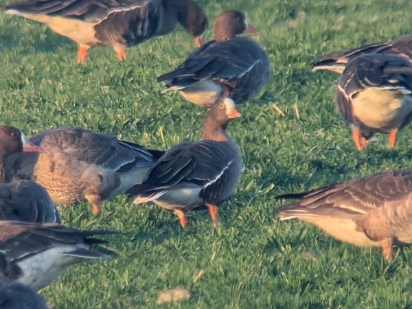 Oca lombardella minore  - Alessandro Bertoli