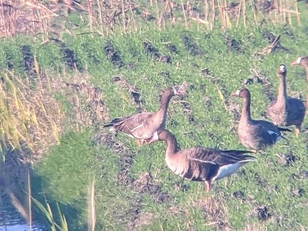 Oca lombardella minore  - Alessandro Bertoli