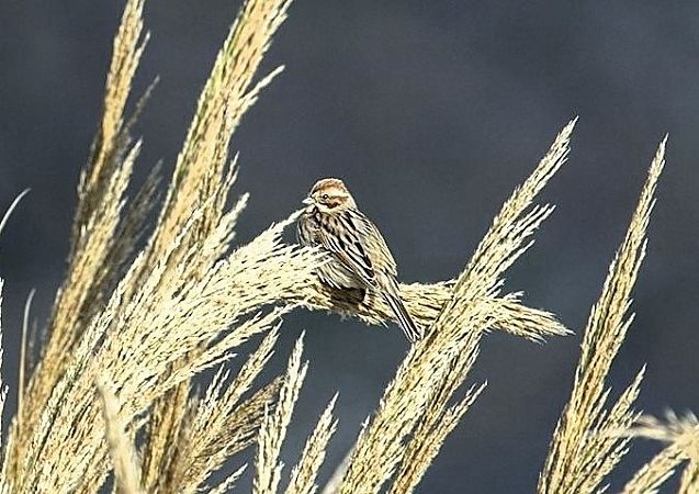 Migliarino di palude  - Stefano Brigidi