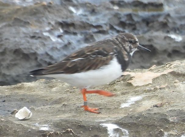 Voltapietre  - Gianpasquale Chiatante