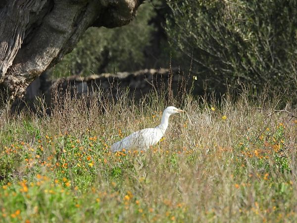 Airone guardabuoi  - Gianpasquale Chiatante
