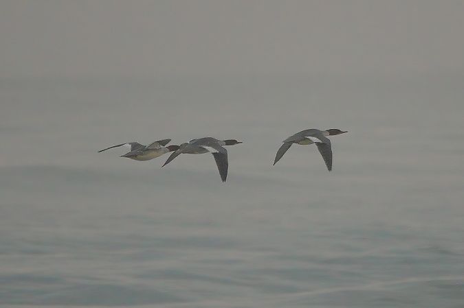 Smergo maggiore  - Sandro Barile