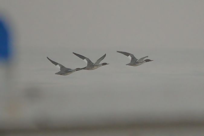 Smergo maggiore  - Sandro Barile