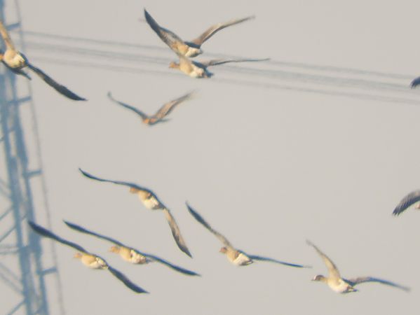 Aquila imperiale  - Massimo Tassinari