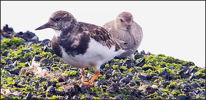Voltapietre  - Giuseppe Di Lieto