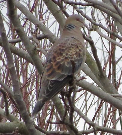 Tortora orientale  - Davide de Marchi