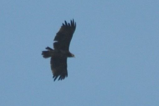 Aquila anatraia maggiore  - Gianni Ginesi