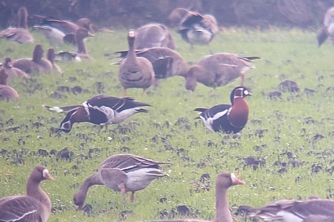 Oca collorosso  - Gianni Ginesi