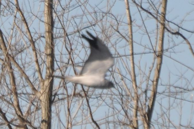 Albanella pallida  - Gianni Ginesi