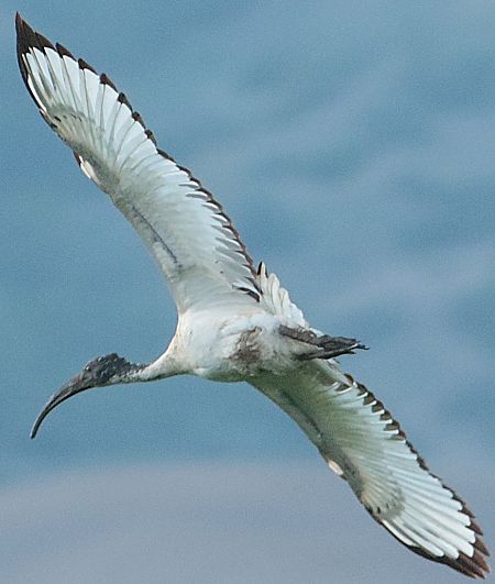Heiliger Ibis  - Vito Giovanni Santantonio