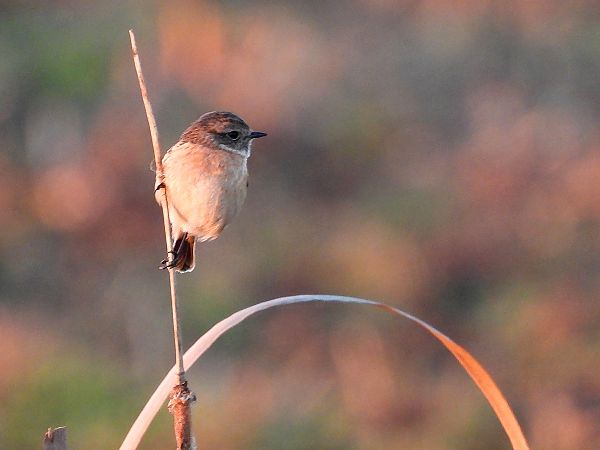 Saltimpalo comune  - Giovanni Boano
