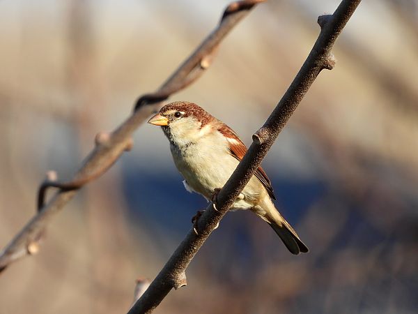 Passera d'Italia  - Giovanni Boano
