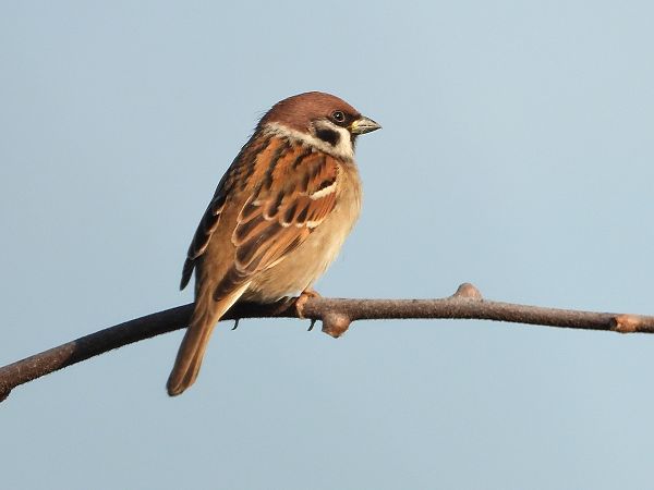 Passera mattugia  - Giovanni Boano