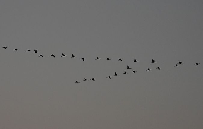 Gru  - Giovanni Boano