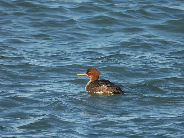 Smergo minore  - Federico Fanesi