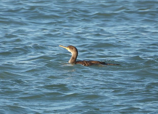 Marangone dal ciuffo  - Federico Fanesi