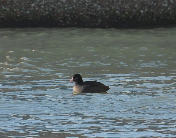 Folaga  - Federico Fanesi