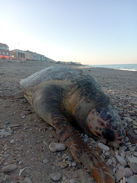 Tartaruga caretta  - Federico Fanesi