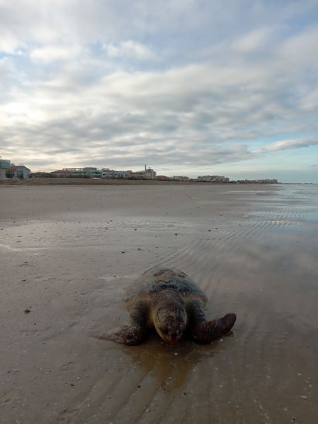 Tartaruga caretta  - Federico Fanesi