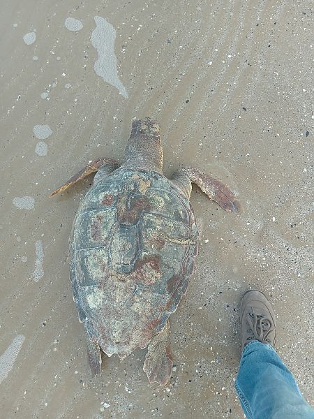 Tartaruga caretta  - Federico Fanesi